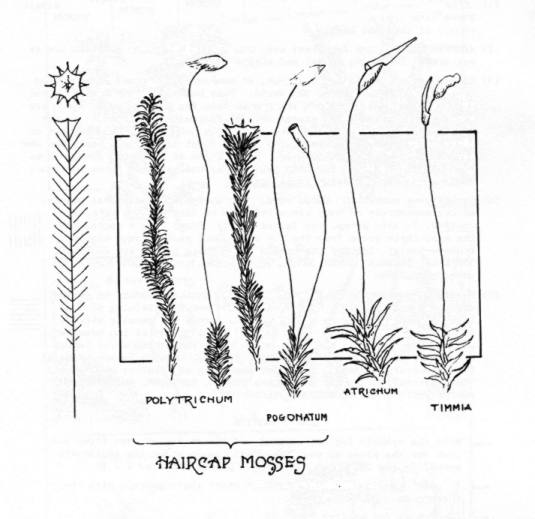 Growth Form Plate #1