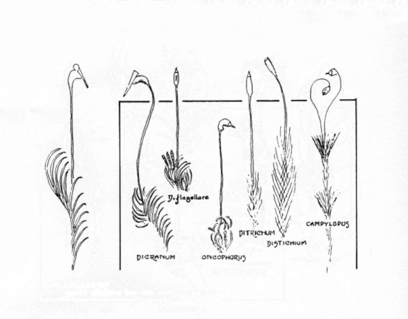 Growth Form Plate #2