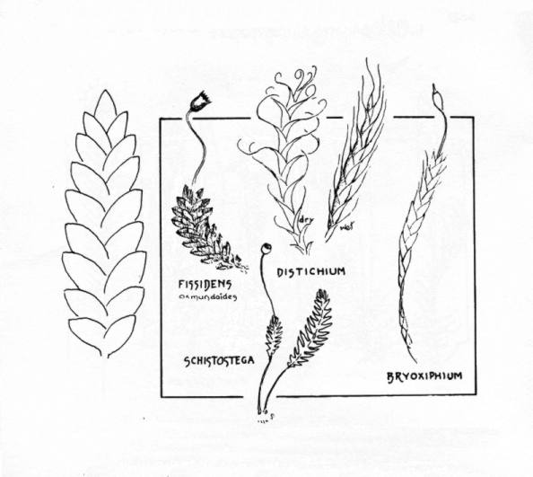 Growth Form Plate #3