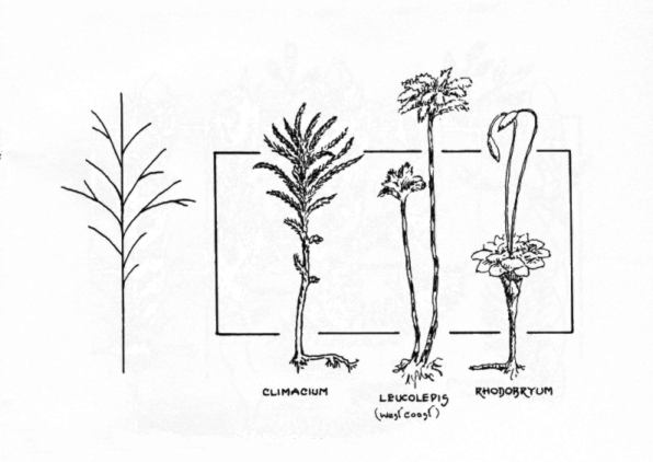 Growth Form Plate #4