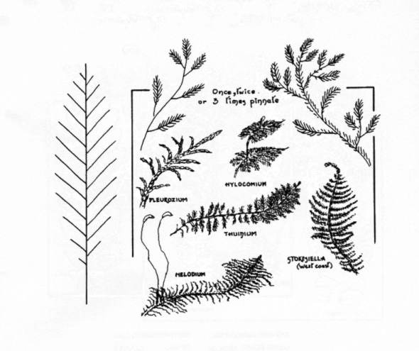 Growth Form Plate #6