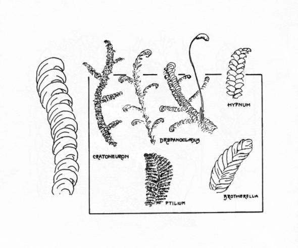 Growth Form Plate #7