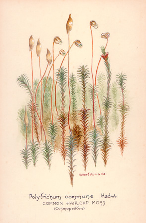Polytrichum commune
